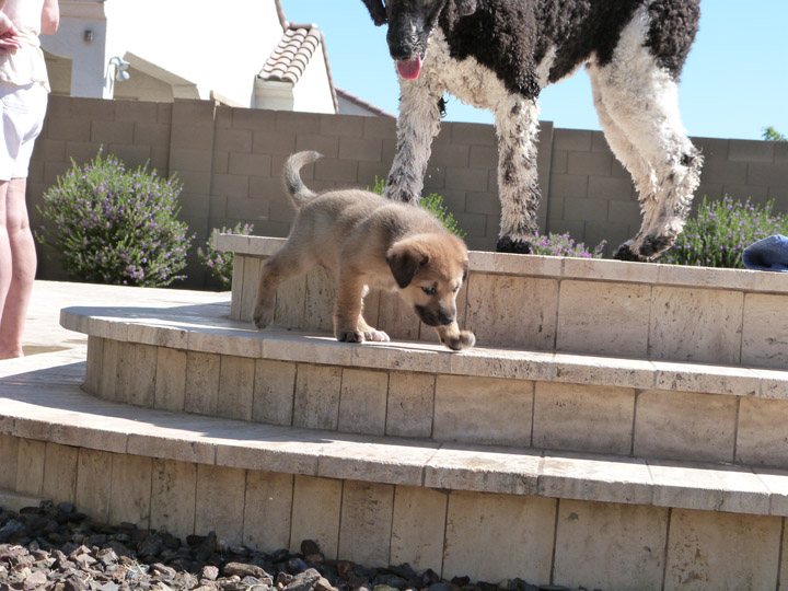 chinook dog